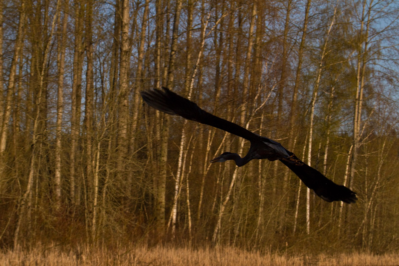 Great Blue Heron In Flight